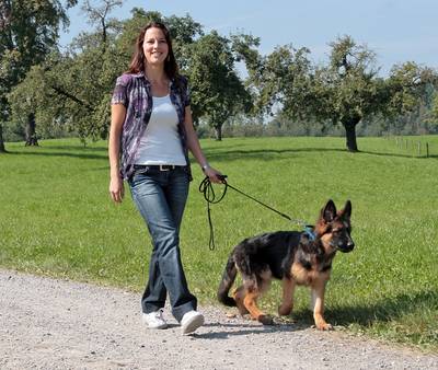 Spaziergang & Hund